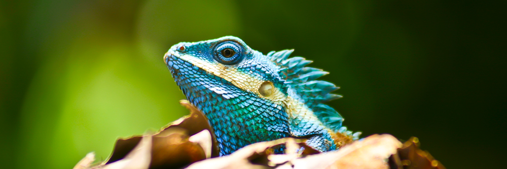 Thailand IMG 1673